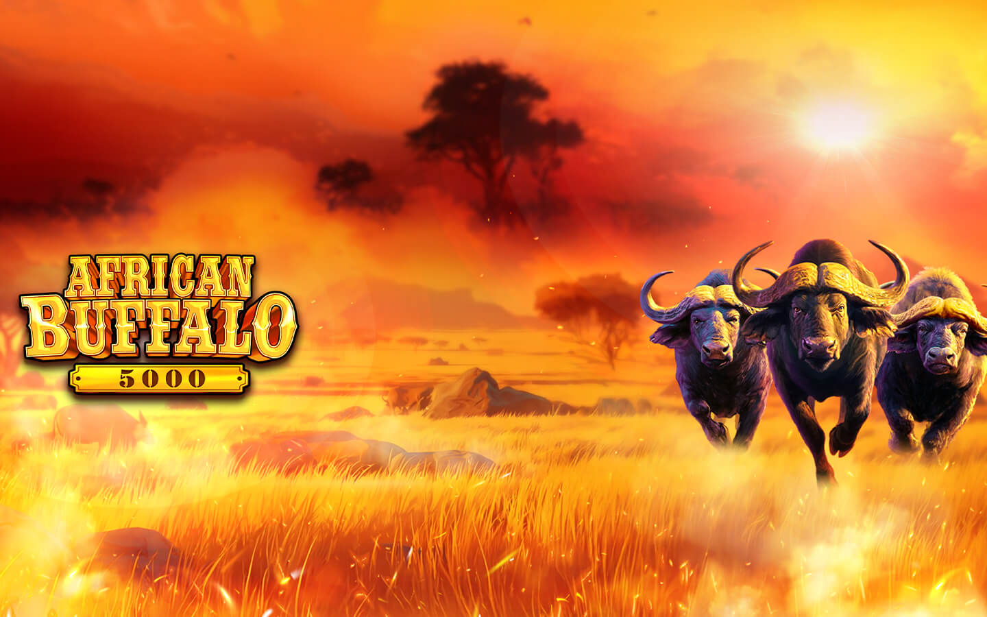 African Buffalo 5000